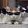 Peterest: il nuovo clone di Pinterest è il regno dei gattini